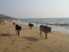 anjuna-img_5046